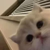 1705823336462.webp