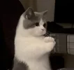 1706466883664.webp