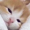 1708430965825.webp