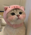 1779654390424.png
