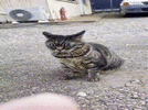 qIFw2xe3.gif