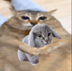 1785452689290.png