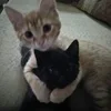 1710694983345.webp