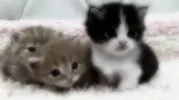 1711362989509.webp