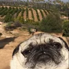 dog-1539710791438-farm.webp