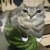 1724442461453.webp
