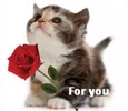1725110771656.webp