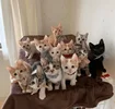 VQ6MqzaKBetSJTK7zAhz11Sa5m6fBX_CHai0ol-vg_m4QNqQ2jciVsVCtUSyHLRE06zP0fawNcYkwDQ2JlRexygu.webp