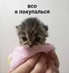 1731603339769.webp