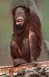 Pongo_pygmaeus_(orangutang).webp