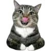 1744597967959.webp