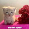 1000001686.webp