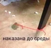 df4e27be591014627aebdc911972ede3.webp
