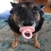 8340-cachorro.webp