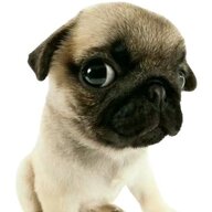 Mops Emmerson