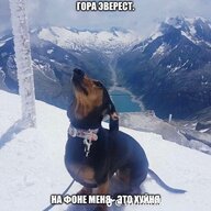 Yamato Dachshund