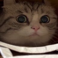 Agent_Meow