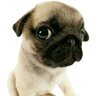 Mops Emmerson
