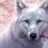 Roman_Wollf