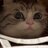 Agent_Meow