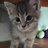 Vittore_Smith